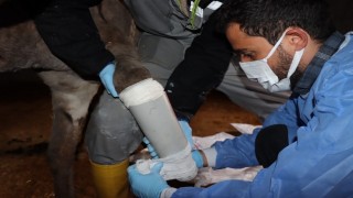 Midyatta ayağı kırılan eşeğe protez takıldı