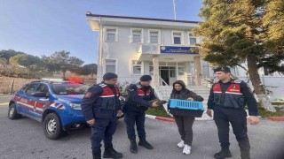 Muğlada jandarma ekipleri yaralı şahini kurtardı