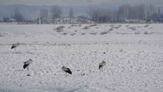 Muşta leylekler dondurucu soğuklara rağmen göç etmedi