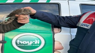Nesli tehlikede olan yaralı atmacayı jandarma kurtardı