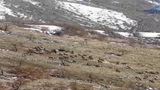 Nesli tükenme tehlikesi bulunuyordu, Elazığda sürü halinde görüldü
