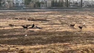 Nusaybinde başıboş sokak köpekleri okul çevrelerinde tedirginliğe neden oluyor