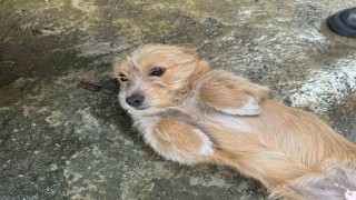 Önce çöpü attı sonra köpeğini sokağa bırakıp gitti, o anlar güvenlik kamerasında