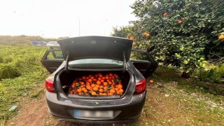 Otomobiliyle portakal çalan şüpheli tutuklandı