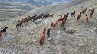 (ÖZEL) Soğuk havada yiyecek arayan yılkı atları köylere kadar indi