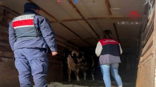 Pehlivanköyde hayvan taşıyan araçlar denetlendi