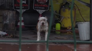 Pitbull cinsi köpekler sahibine ve yanındaki kişiye saldırdı