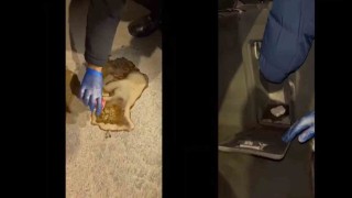 Polis doğalgaz kombisi ve kolanın içinde uyuşturucu aradı