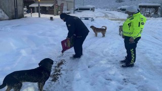 Polis ekipleri sokak hayvanları için seferber oldu