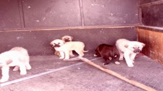 Refahiyede başıboş köpekler toplatıldı