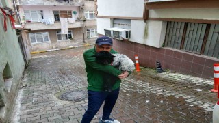 Sahiplendiği kuzuyla şehrin fenomeni oldu