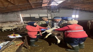 Sandıklıda küçükbaş hayvanlara aşılama çalışması yapıldı