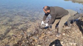 Şanlıurfada kurtarılan 500 kaplumbağa doğaya bırakıldı