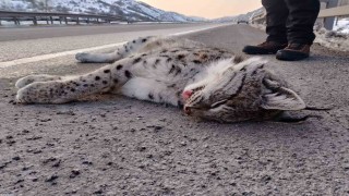 Sansa deresi yaban hayatına mezar oldu