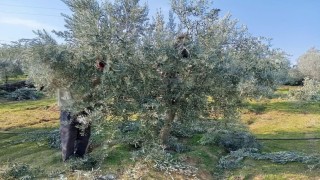 Sarıgölde zeytin budama çalışmalarına başkandı