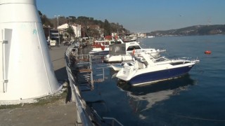 Sarıyerde binlerce denizanası kıyıya vurdu