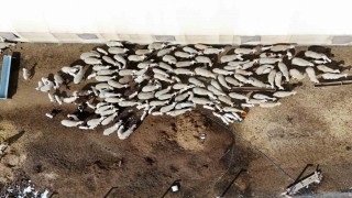 Şehir hayatına 5 ay dayanabildi: Köyüne geri dönüp hayvancılığa yeniden başladı