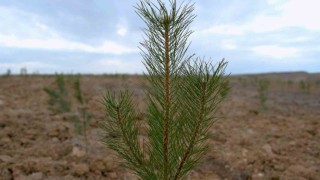 Şehir peyzajlarına Bakanlık standardı geliyor
