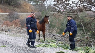Şehzadeler Belediyesinden yılkı atlarına kış desteği
