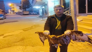 Siirtte ayağına ip dolanan kartal doğaya bırakıldı