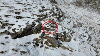 Şırnakta karda yiyecek arayan tilki dron ile görüntülendi