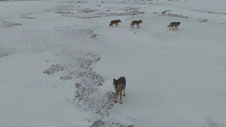 Sivasta araziye inen kurtlar dronla görüntülendi