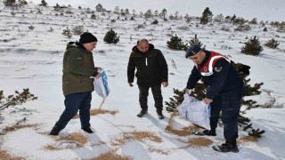 Sivasta yaban hayatı unutulmadı, 12 ton yem doğaya bırakıldı
