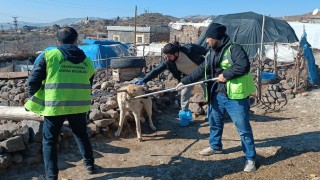 Siverekte kuduz alarmı: Köpek saldırısında 3 kişi yaralandı, köy karantinaya alındı