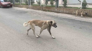 Sokak köpekleri kadına saldırdı: O anlar kamerada