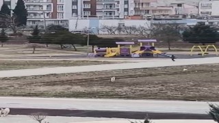 Sokak köpekleri yaşı küçük çocuğa böyle saldırdı