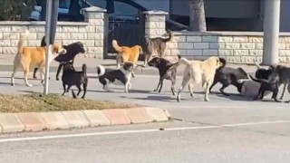 Sürü halindeki 15 köpeğin kavgası korkuttu