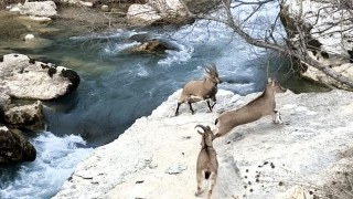 Tağar Çayı kıyısına neşe katan dağ keçileri, vatandaşlarla iç içe görüntüler sunuyor