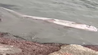 Tekirdağda nesli tehdit altındaki pamuk cinsi köpek balığı kıyıya vurdu