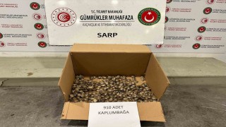 Ticaret Bakanlığı Gümrükler Muhafaza ekiplerinden su kaplumbağası operasyonu