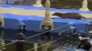 Tokatta nesli tükenme tehlikesi altındaki su samuru görüntülendi