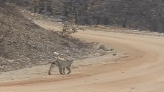Tuncelide kırmızı listedeki vaşak görüntülendi
