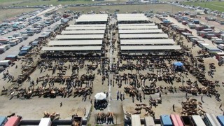 Türkiyenin en büyük hayvan pazarı şap nedeniyle kapatıldı