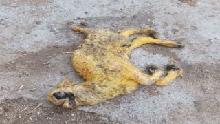 Üç kulaklı, tek gözlü ve ters ayaklı doğan kuzu görenleri hayrete düşürdü