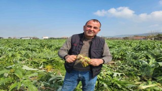 Urlada enginar bahçelerini don vurdu