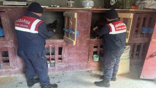 Uzunderende horoz dövüştüren 3 şahıs yakalandı