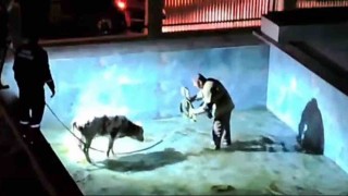 Villa havuzuna düşen buzağı, itfaiye erlerine zor anlar yaşattı