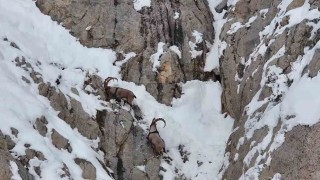 Yaban keçileri Gümüşhanenin karla kaplı zirvelerinde görsel şölen oluşturdu