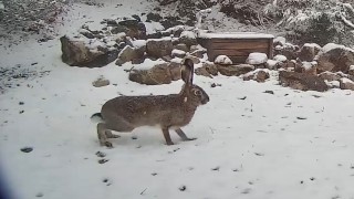 Yaban tavşanı fotokapanla görüntülendi