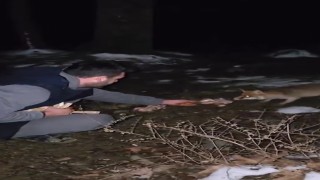 Yalovada karda yiyecek arayan tilkiyi elleriyle beslediler