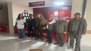 Yaralı baykuş tedavi altına alındı