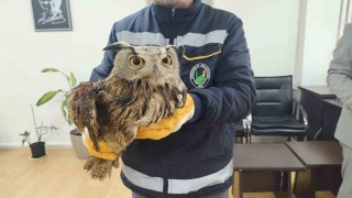 Yaralı halde bulunan baykuş tedavi altına alındı