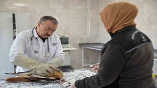 Yaralı yavru kızıl şahin koruma altına alındı