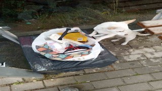 Yavru köpek soğukta Sahiplenin notuyla durağa bırakıldı