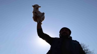 Yeni yılın kuzuları dünyaya geldi