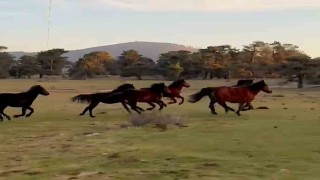 Yılkı atları doğada özgürce koşuyor